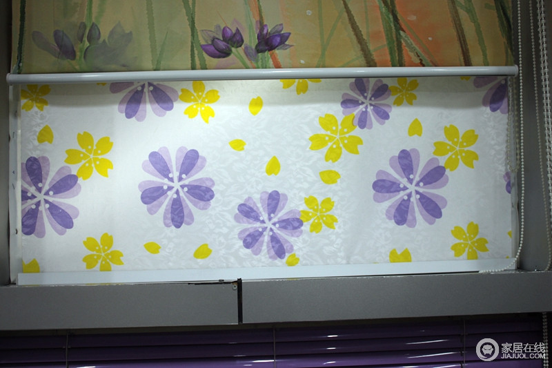 华杰 紫花卷帘图片